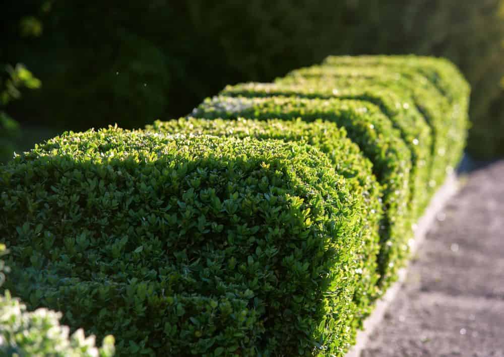 Shrub Services image
