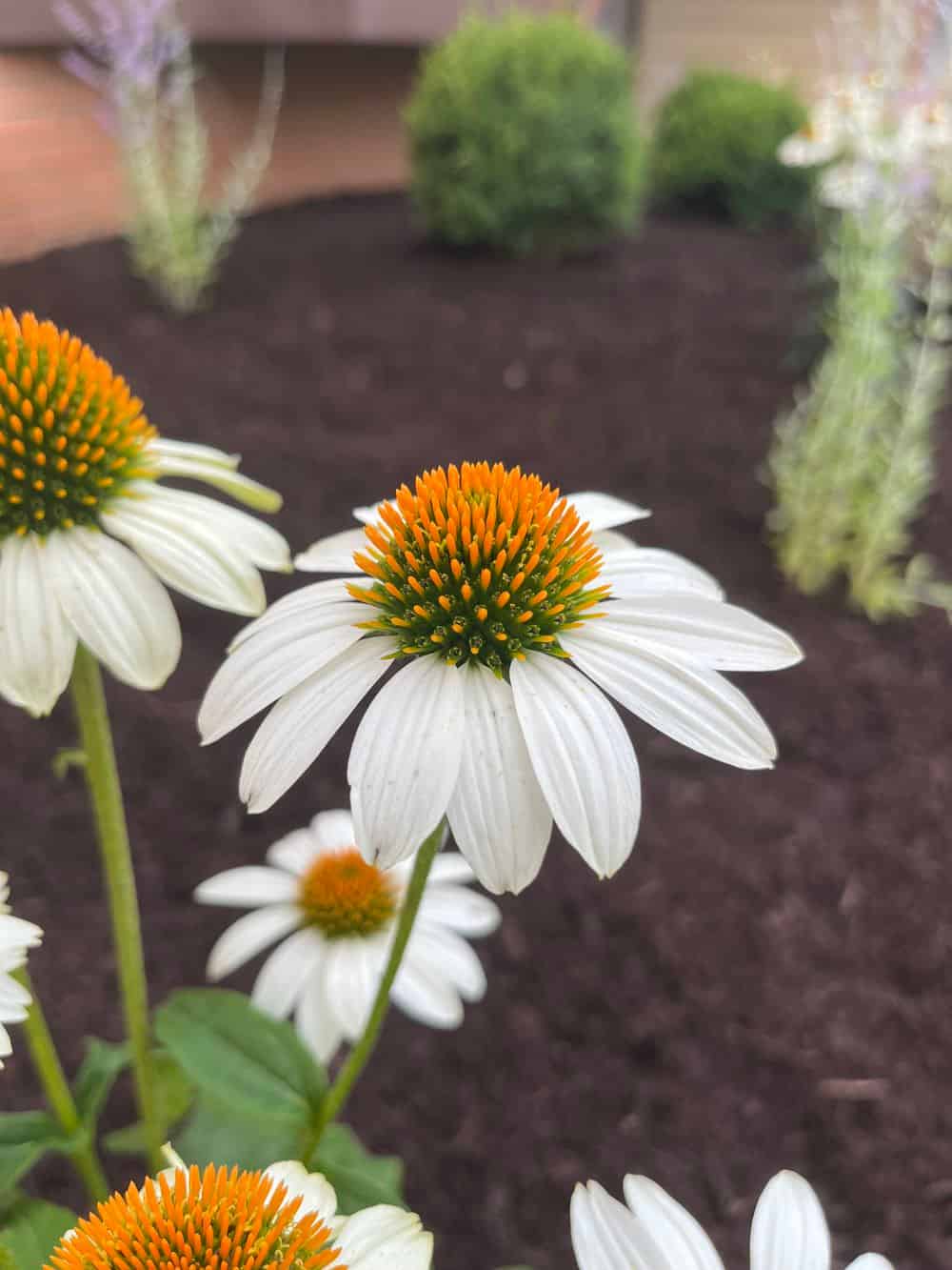 Native & Sustainable Landscaping image