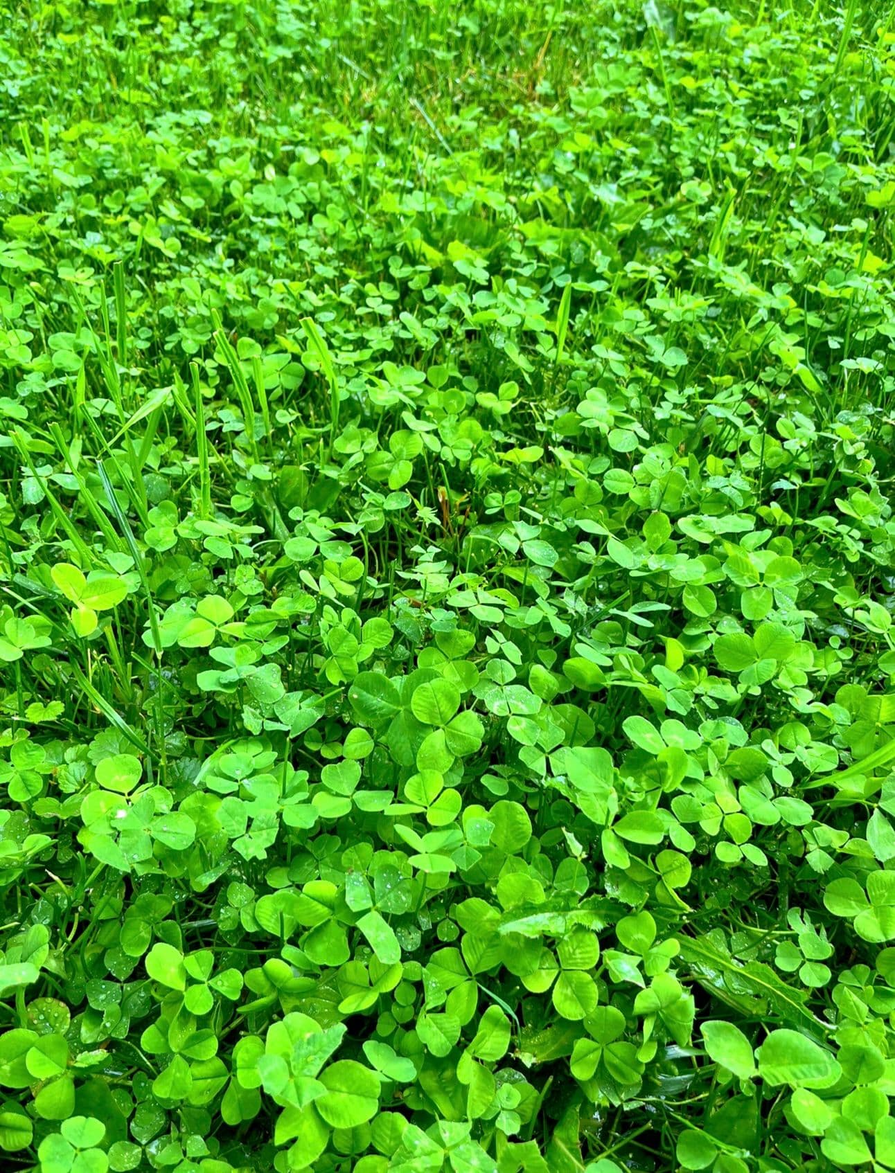 Sustainable Lawn & Regrading image
