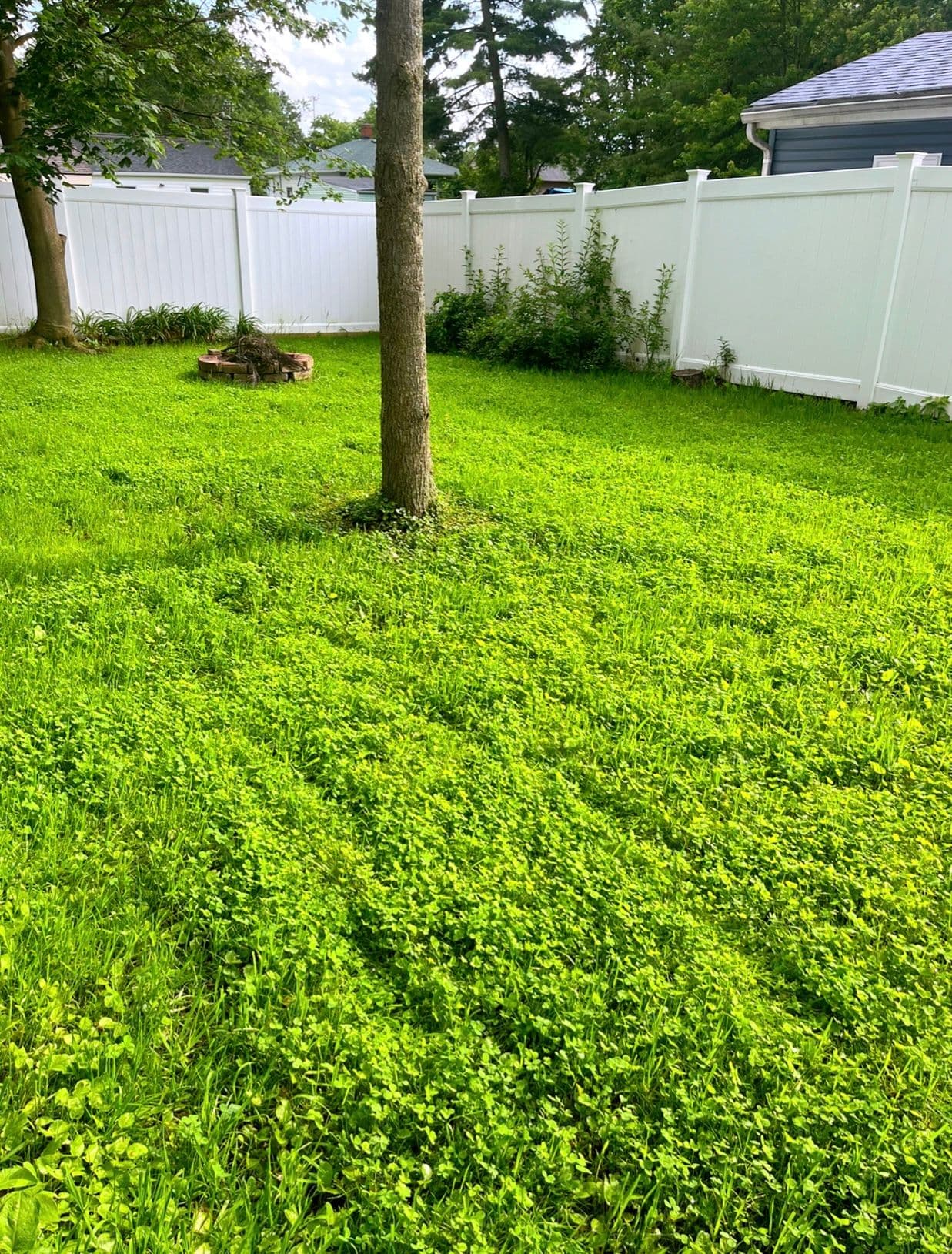Gallery photos for Sustainable Lawn & Regrading: Image #1