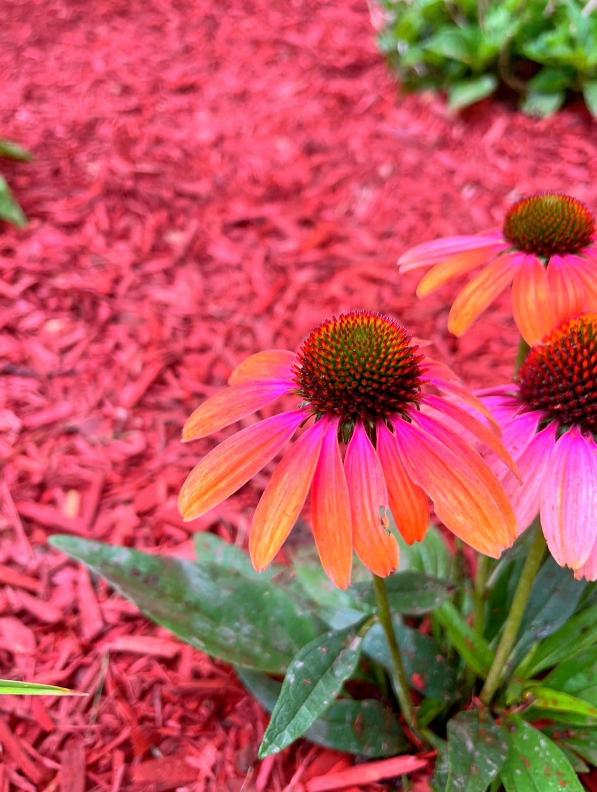 Gallery photos for Flower Bed Remodel with Native Flowers : Image #3