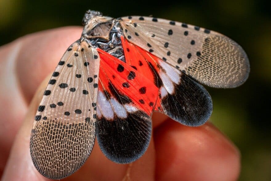 Spotted Lanternflies: Why They Are Such a Problem. image