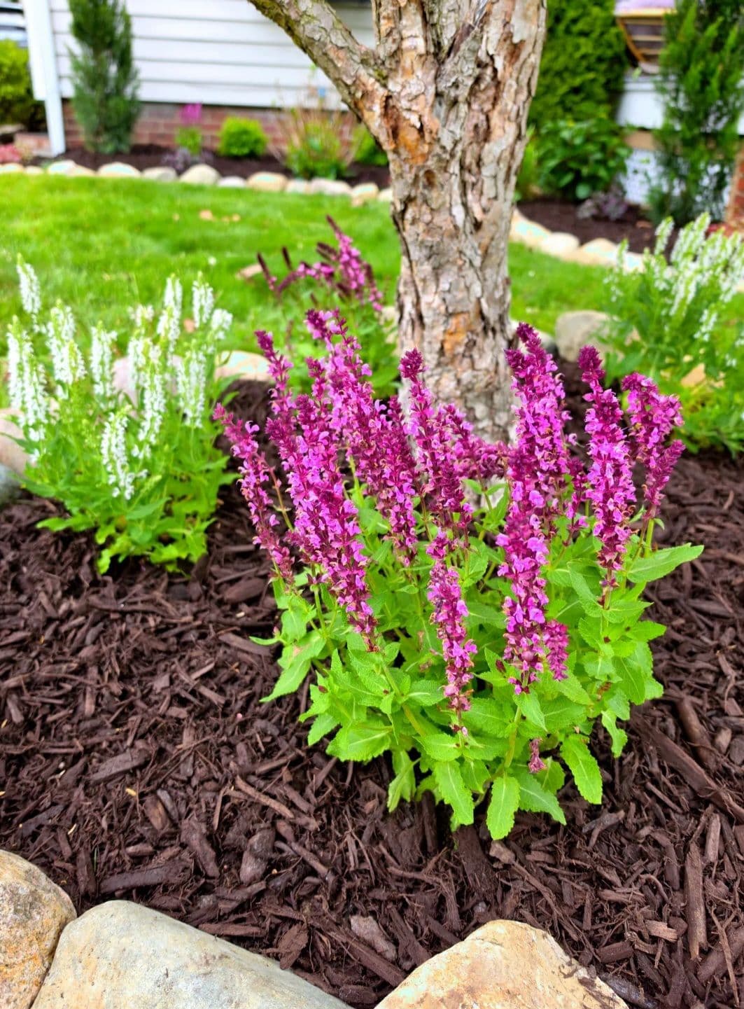 Gallery photos for Front Yard Landscape Installation Gives Lakewood Home Serious Curb Appeal: Image #5