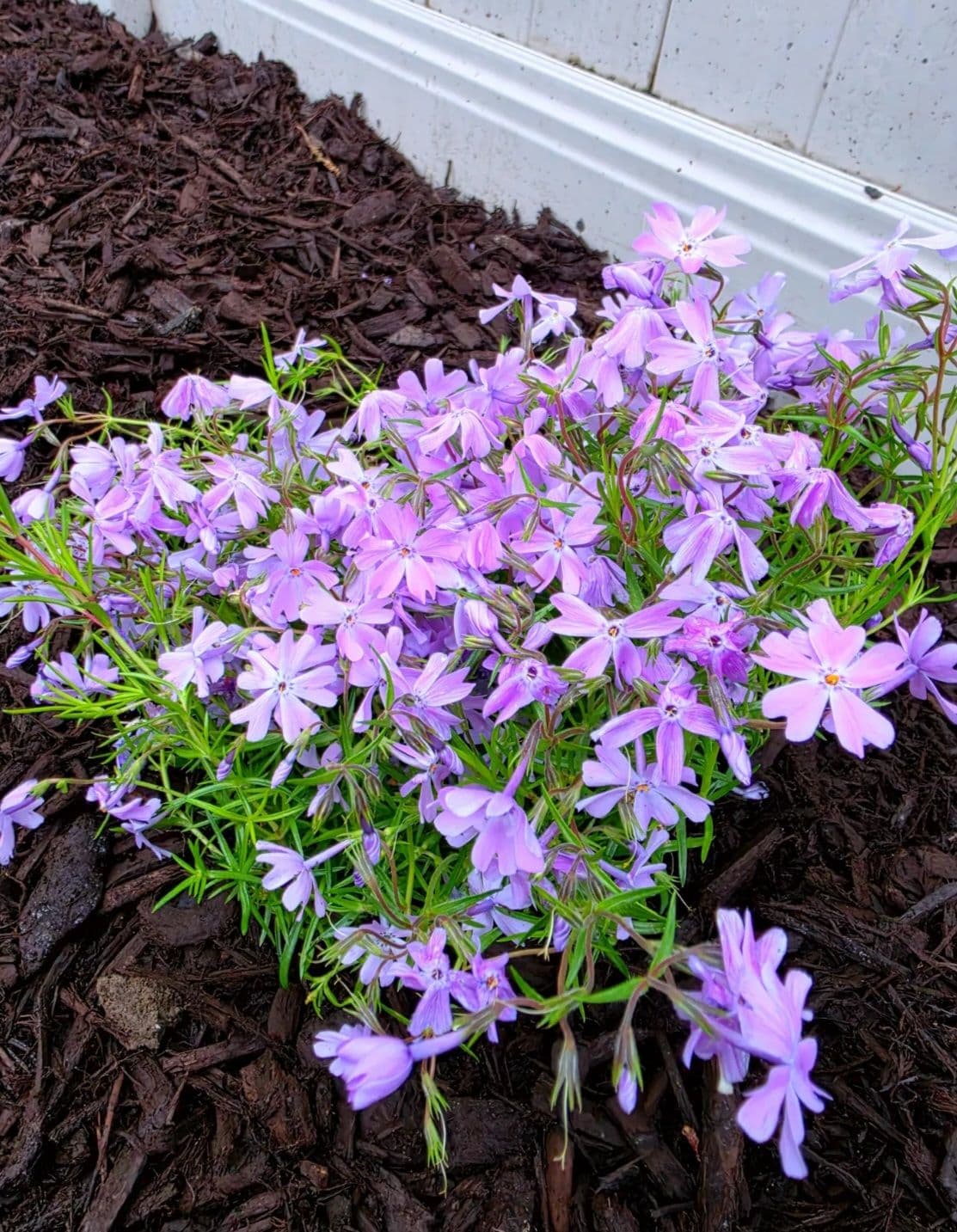Gallery photos for Front Yard Landscape Installation Gives Lakewood Home Serious Curb Appeal: Image #4