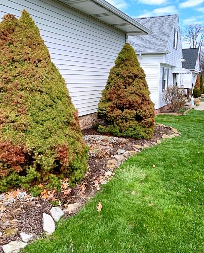 Gallery photos for Broadview Heights Front Yard Bed Refresh Done Right: Image #2