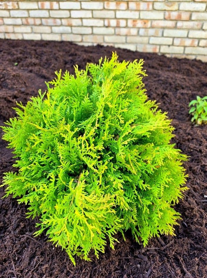 Gallery photos for Native Front Bed Redesign Brings Fresh Life to Independence Home: Image #5