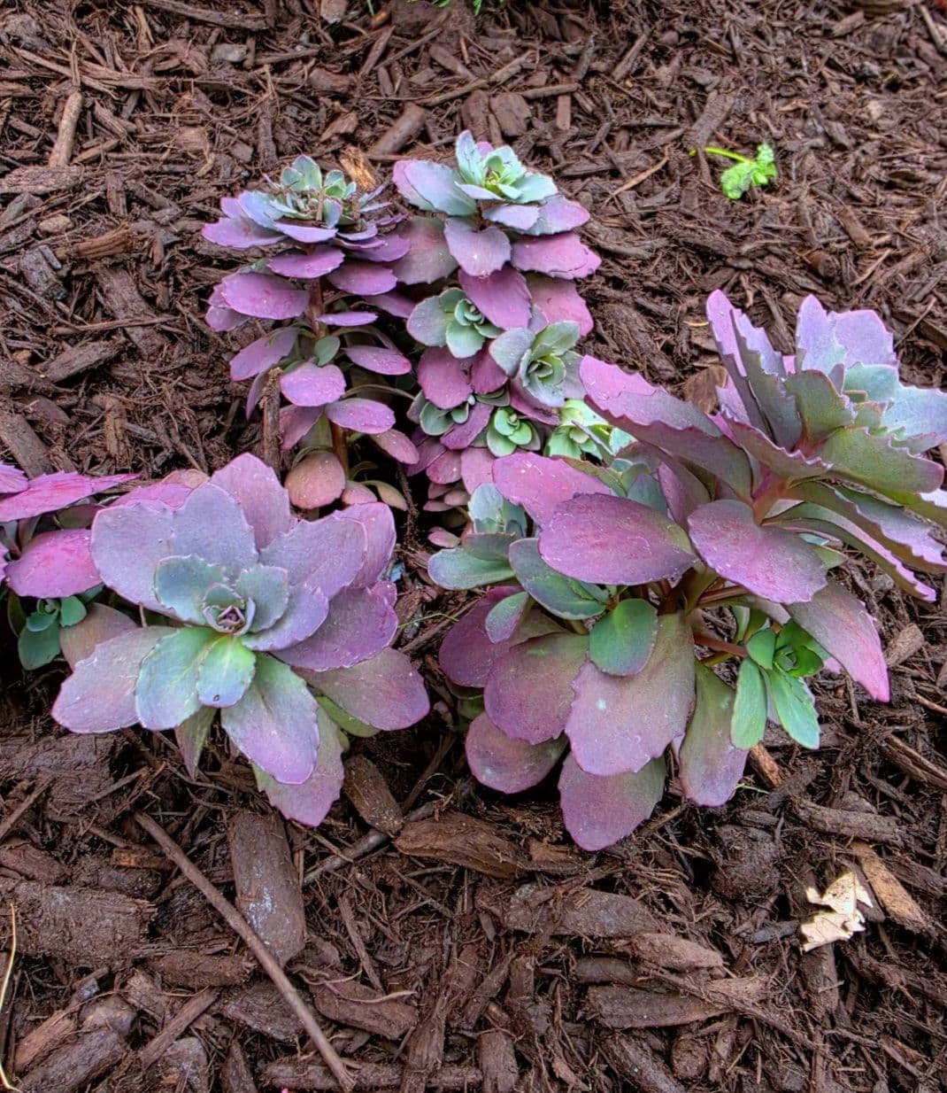 Gallery photos for Front Yard Landscape Installation Gives Lakewood Home Serious Curb Appeal: Image #6