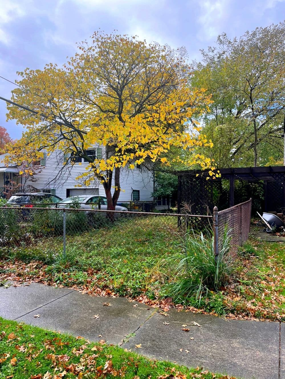 Gallery photos for Fence & Pergola Tear Down With Grading & Reseeding : Image #4