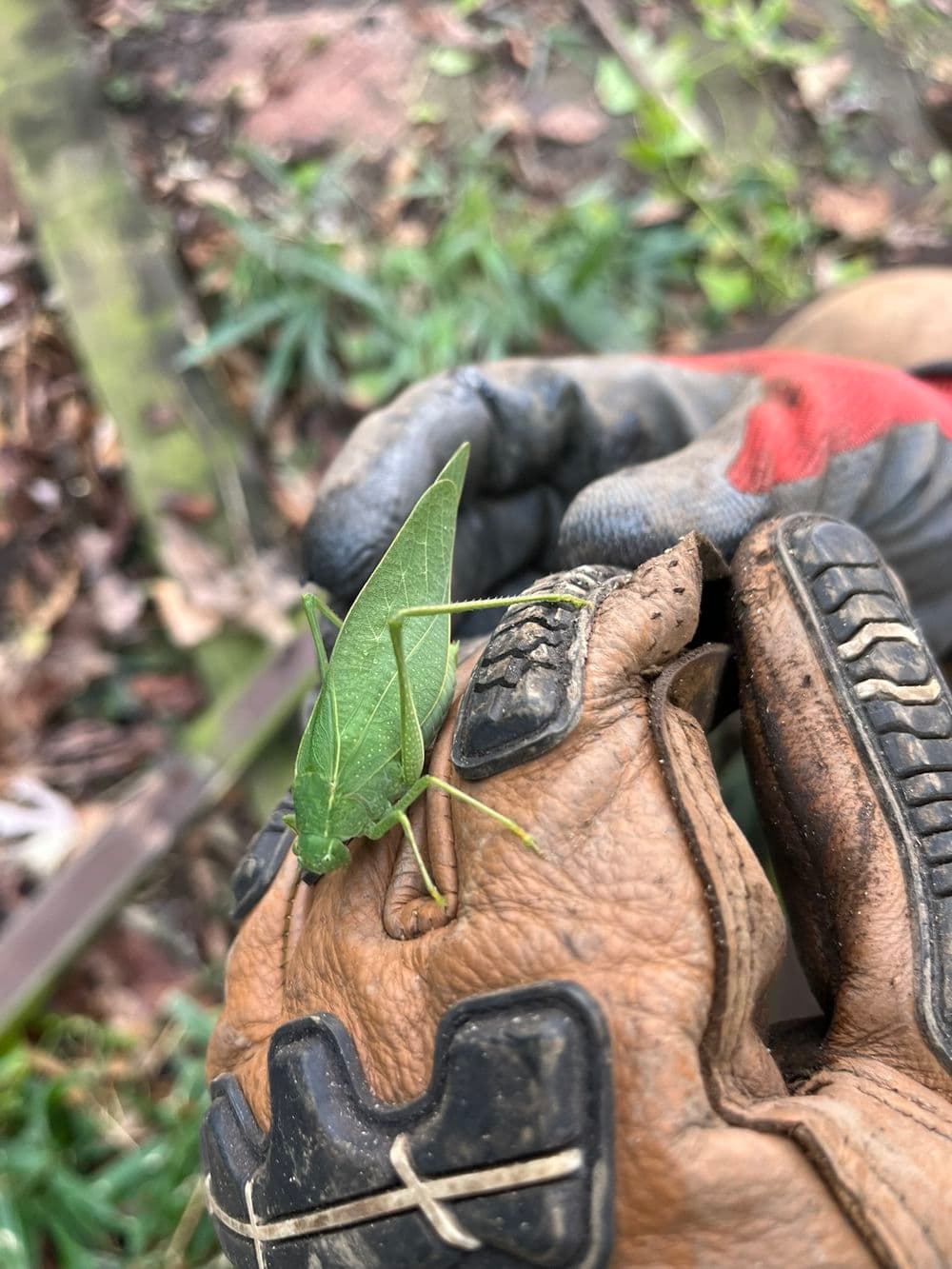 Gallery photos for Fence & Pergola Tear Down With Grading & Reseeding : Image #5