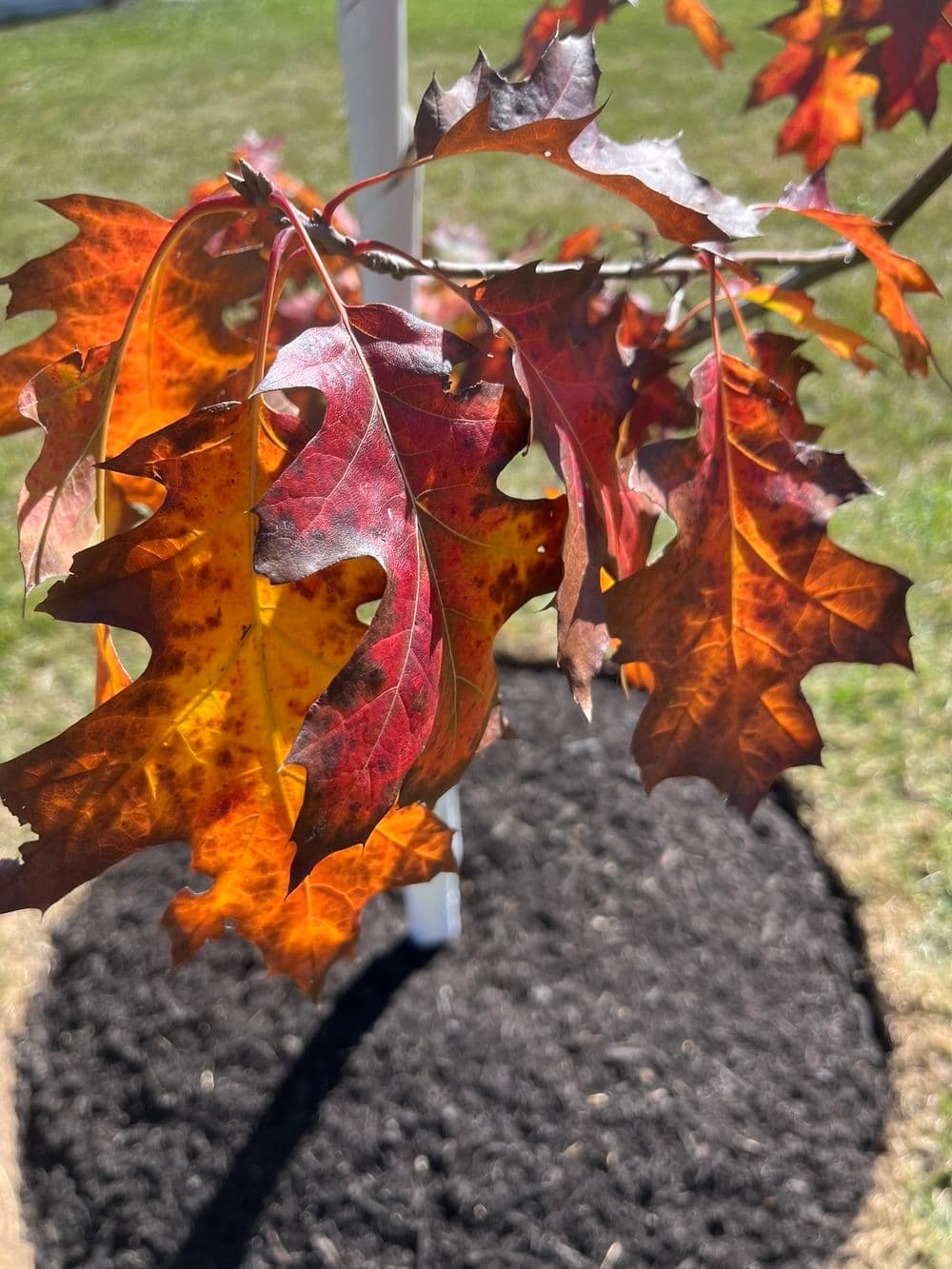 Planting a Native Red Oak: Vibrant Fall Color & Wildlife Benefits