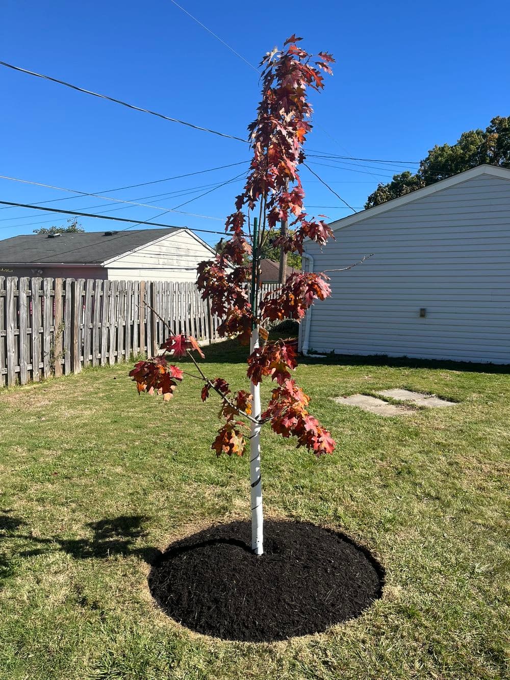 Gallery photos for Planting a Native Red Oak: Vibrant Fall Color & Wildlife Benefits: Image #2