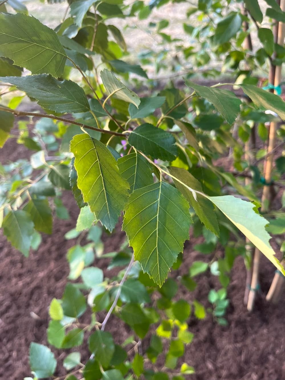 River Birch Planting: Natural Water Absorption & Native Ohio Landscaping