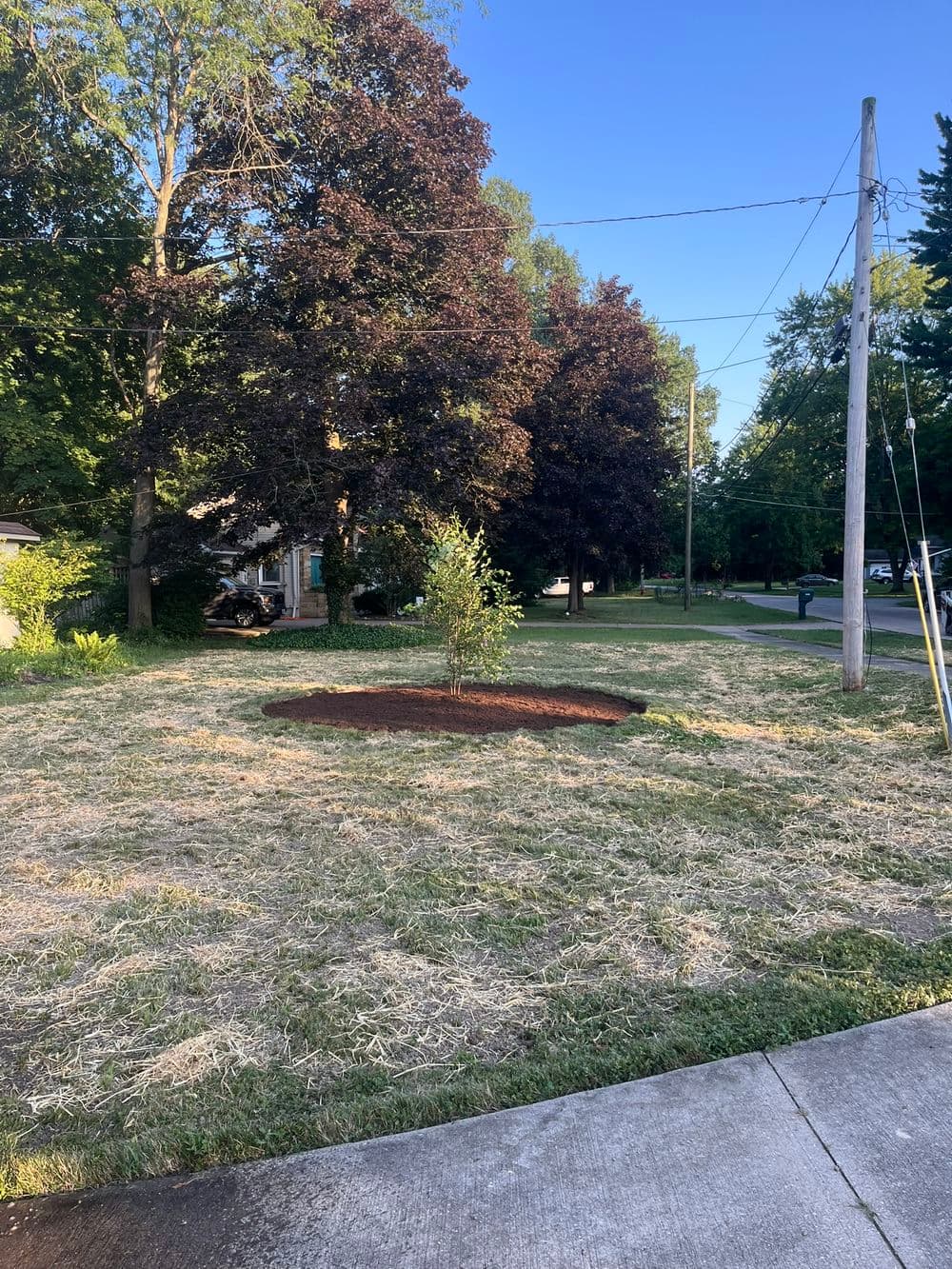 River Birch Planting: Natural Water Absorption & Native Ohio Landscaping