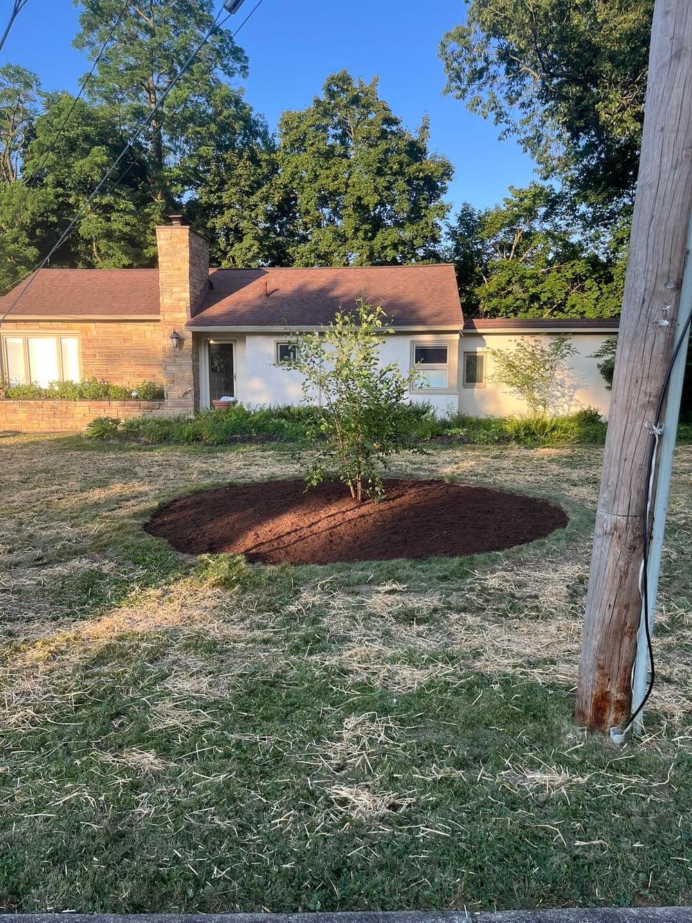 Gallery photos for River Birch Planting: Natural Water Absorption & Native Ohio Landscaping: Image #3