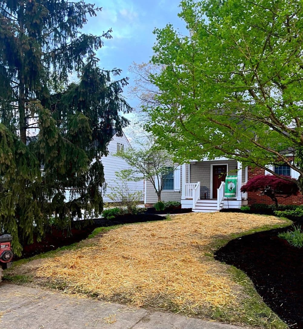 Black Mulch and Clover Lawn Seeding in Bay Village  image
