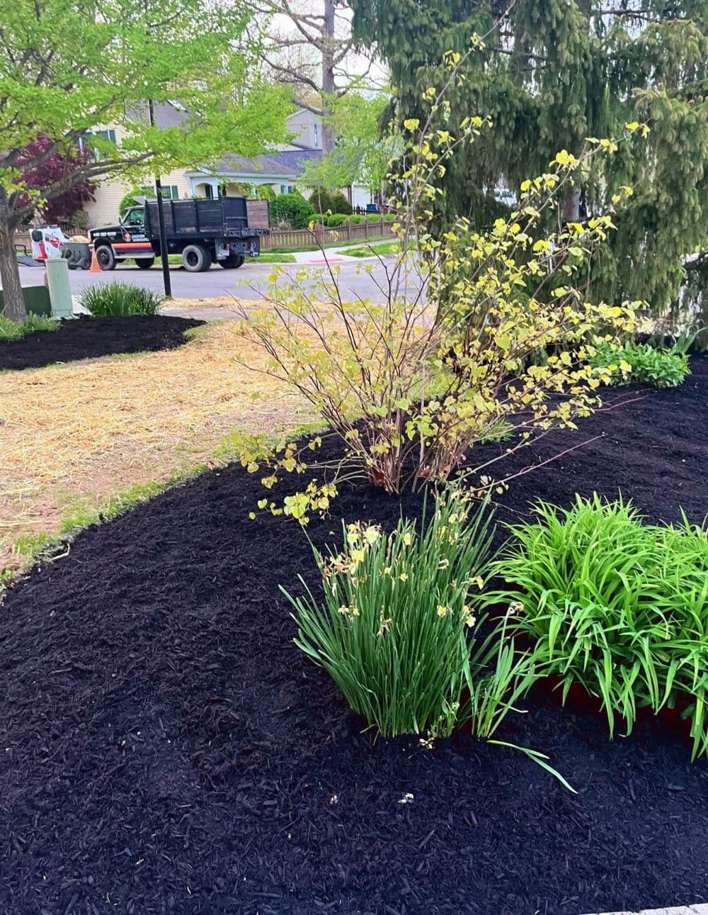 Gallery photos for Black Mulch and Clover Lawn Seeding in Bay Village : Image #2